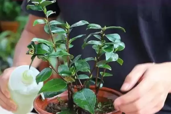图片[9]-夏季能否将茶花放在太阳下的要点和判断？判断夏季茶花光照需注意什么？-会东网