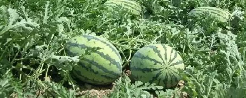 夏天是否可以种西瓜的要点和判断？判断夏天种西瓜可行性需注意什么？-会东网
