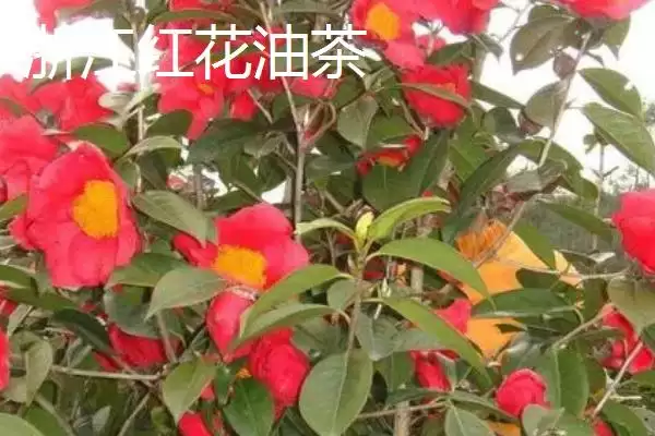 图片[6]-了解油茶苗价格的方法和重点？了解油茶苗价格要做好哪些细节？-会东网