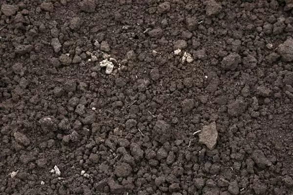图片[3]-茉莉花茶的产地主要有哪些地方呢 ,茉莉花茶主要产地有福州、元江、横县等-会东网