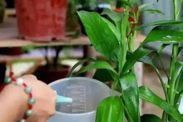 图片[4]-让富贵竹生根的方法和重点？让富贵竹生根要做好哪些细节？-会东网