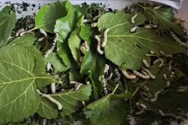图片[3]-养蚕的方法和重点？养蚕要做好哪些细节？(2)-会东网