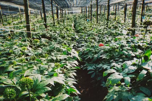 图片[2]-如何防治三七炭疽病？种植三七防治炭疽病要运用哪些有效措施？-会东网