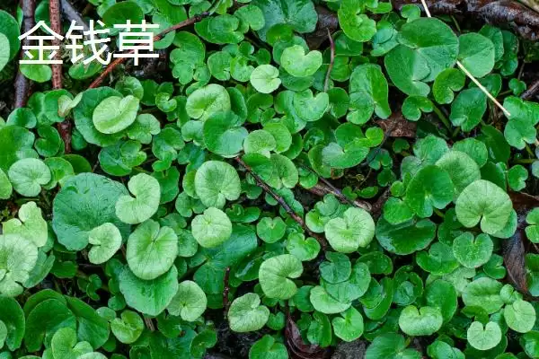 图片[3]-铜钱草与金钱草的区别是什么？区分铜钱草与金钱草要关注哪些关键差异？-会东网