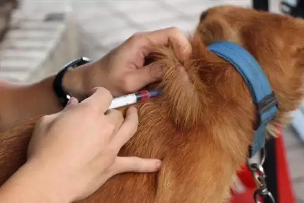 图片[9]-犬瘟热病毒感染源揭秘：病犬和带毒犬的传播风险-会东网