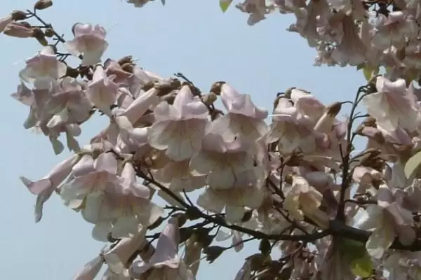 图片[3]-泡桐树开花时间揭秘：一般3-4月绽放的美丽时刻-会东网