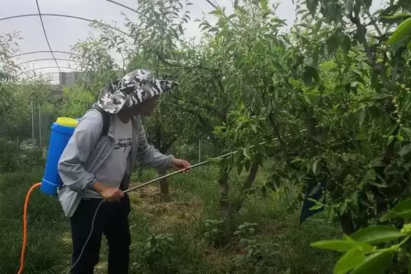 图片[2]-唑醚代森联与磷酸二氢钾混用的要点和注意事项？两者混用需注意什么？-会东网