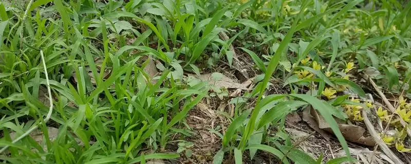 快速除草的省力省时方式 ,喷施药剂除草有何优势呢？-会东网