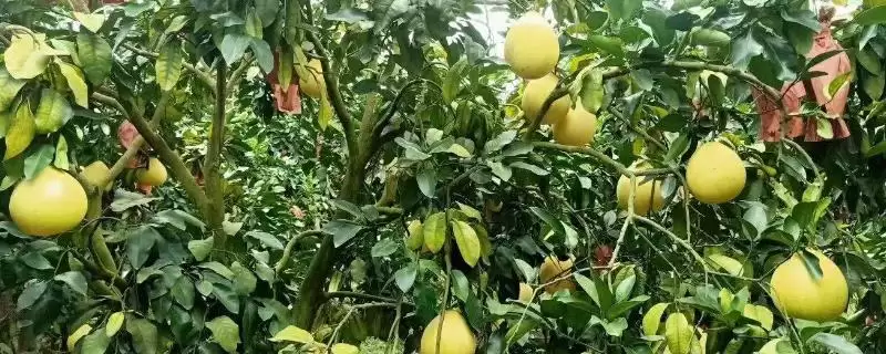 蜜柚有哪几种不同的颜色呢 ,蜜柚分为白色、粉红、黄、鲜红色几种-会东网