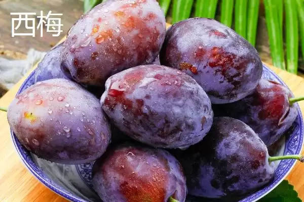 图片[3]-西梅和李子区别的要点和对比？分辨西梅和李子需注意什么？-会东网
