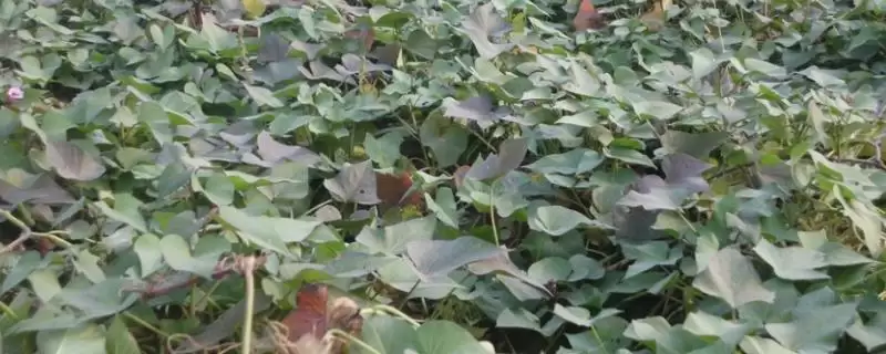 紫薯亩产量和种植前景的要点和分析？分析紫薯种植需关注哪些？-会东网