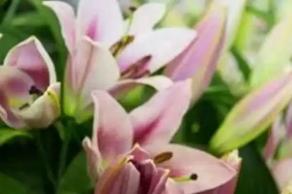 图片[4]-罗宾百合花香不香 ,罗宾百合的气味是否芳香-会东网