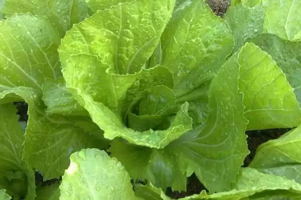 图片[5]-七月蔬菜种植清单：甘蓝、番茄、辣椒的应季栽培法-会东网