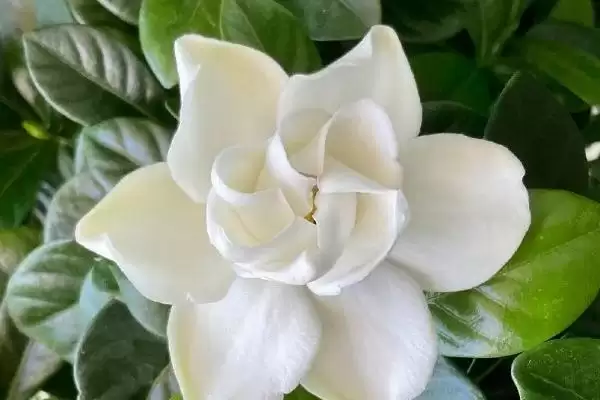 图片[3]-掌握栀子花养殖要点的方法和重点？掌握栀子花养殖要点要做好哪些细节？-会东网