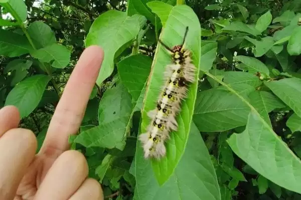 图片[2]-什么是洋辣子？了解洋辣子要知晓哪些关键的生物特性和危害方式？-会东网