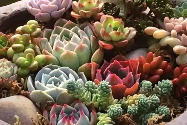 图片[3]-夏天养多肉植物的方法和要点？夏季养殖多肉植物要掌握哪些关键方法？-会东网