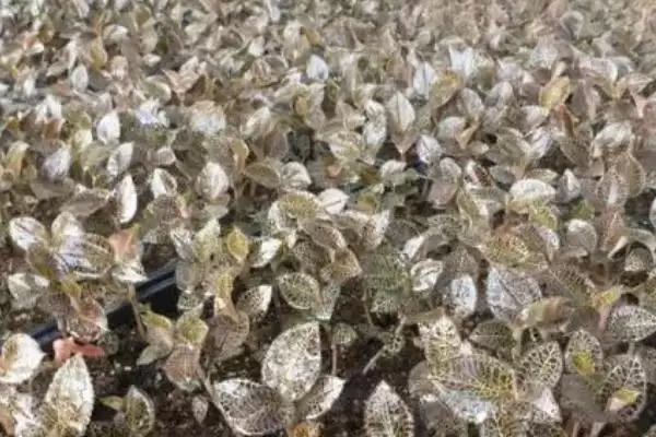 图片[2]-金线莲的繁殖方法 ,金线莲可采用哪些繁殖方式呢-会东网