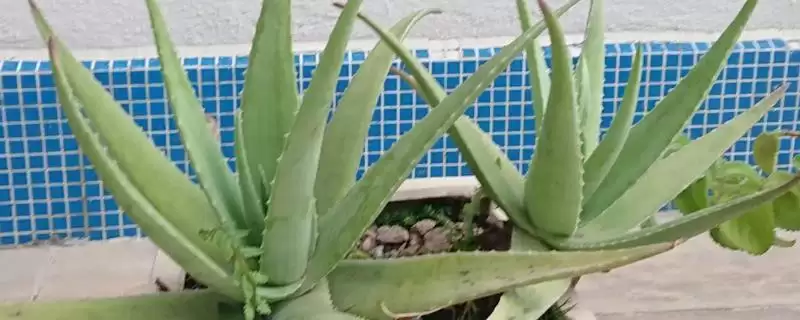 芦荟烂根的原因是什么 ,哪些因素会导致芦荟烂根-会东网