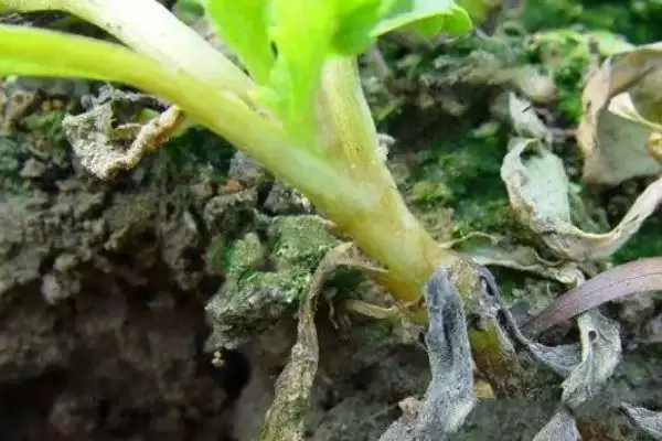 图片[6]-茼蒿炭疽病怎么防治？防治茼蒿炭疽病要采取哪些有效的防治措施？-会东网