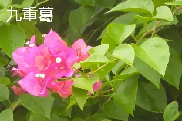 图片[2]-认识云南植物种类的方法和重点？认识云南植物种类要做好哪些细节？-会东网