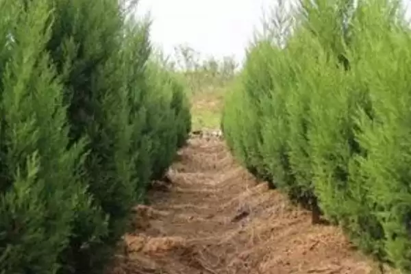 图片[2]-蜀桧的价格？了解蜀桧价格要分析哪些市场供需和植株规格影响因素？-会东网