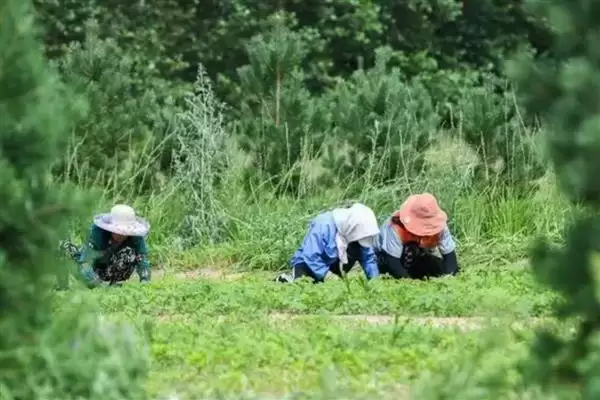 图片[4]-快速除草的省力省时方式 ,喷施药剂除草有何优势呢？-会东网