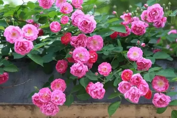 图片[2]-掌握月季花浇水方法的方法和重点？掌握月季花浇水方法要做好哪些细节？-会东网