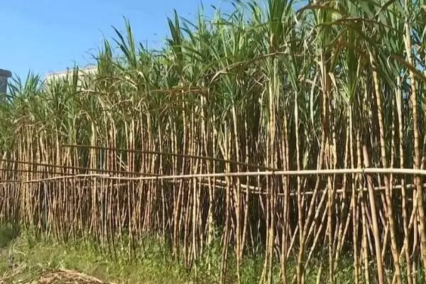 图片[2]-秋季甘蔗管理秘籍：蔗田防风措施的重要性及方法-会东网