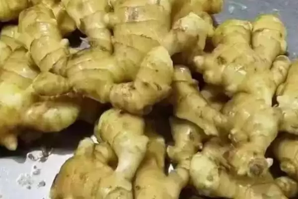 图片[8]-蔬菜的水培方法？水培蔬菜要遵循哪些科学的种植步骤和管理要点？-会东网