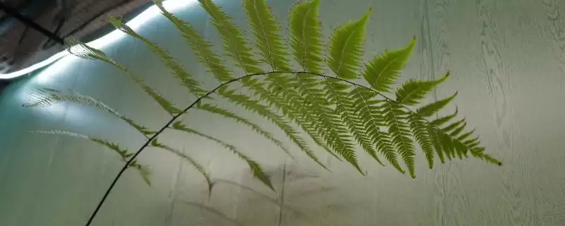 养金丝猴蕨植物的方法和重点？养金丝猴蕨植物要做好哪些细节？-会东网