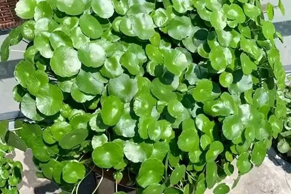 图片[5]-铜钱草与金钱草的区别是什么？区分铜钱草与金钱草要关注哪些关键差异？-会东网
