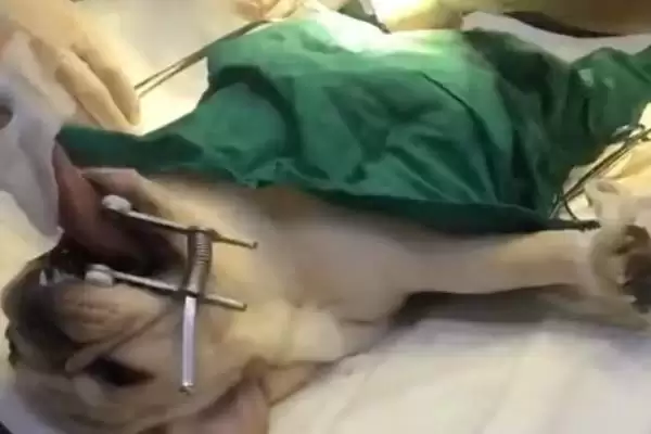 图片[3]-帮助狗狗排出死胎的方法和重点？帮助狗狗排出死胎要做好哪些细节？-会东网