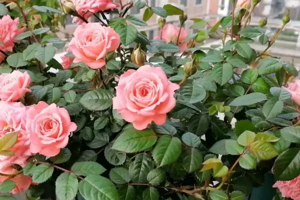 图片[3]-盆栽月季花养殖攻略：选择陶制花盆的优势与技巧-会东网