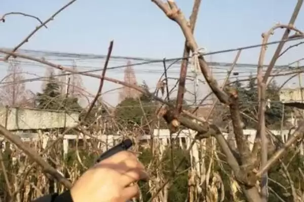 图片[2]-猕猴桃冬剪技术有哪些要点呢 ,猕猴桃冬剪先做好徒长枝修剪工作-会东网