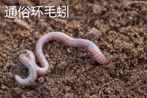 图片[6]-蚯蚓生存环境拓展：离开土壤也能生存的条件解析-会东网