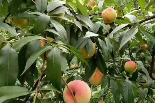 图片[3]-种植水蜜桃的方法和重点？种植水蜜桃要做好哪些细节？-会东网