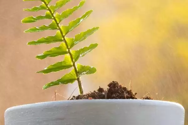 图片[6]-土壤活化剂有没有毒？判断土壤活化剂是否有毒要了解哪些化学特性和安全要点？-会东网