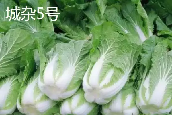 图片[2]-认识早熟大白菜品种的方法和重点？认识早熟大白菜品种要做好哪些细节？-会东网