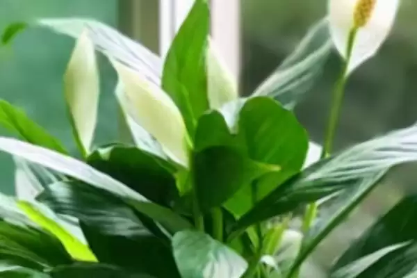 图片[4]-养殖一帆风顺花的方法和重点？养殖一帆风顺花要做好哪些细节？-会东网