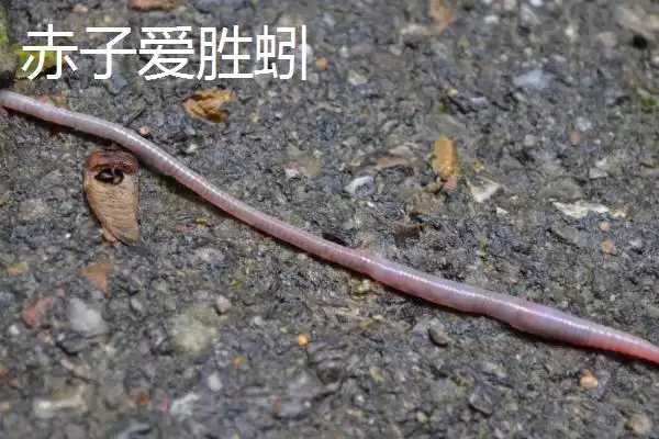 图片[3]-蚯蚓生存环境拓展：离开土壤也能生存的条件解析-会东网