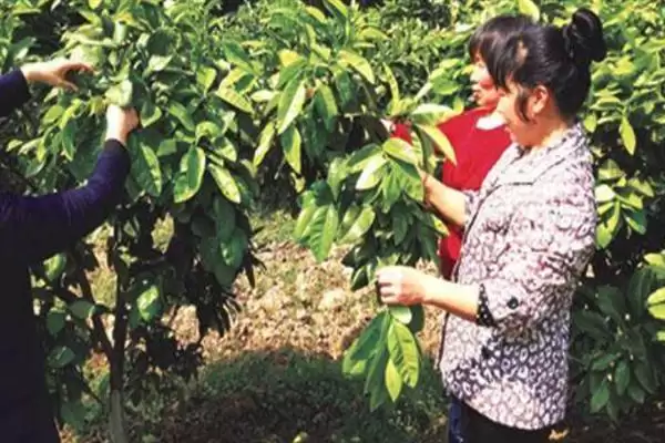 图片[10]-蜜柚施肥与气候条件有关系吗 ,蜜柚施肥与温度、光照、降水等有关-会东网