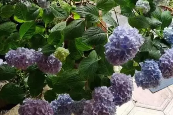图片[6]-解决绣球花烂根问题的方法和重点？解决绣球花烂根问题要做好哪些细节？-会东网
