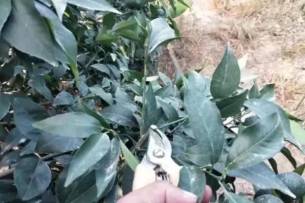 图片[4]-修剪柑橘树的方法和重点？修剪柑橘树要做好哪些细节？-会东网