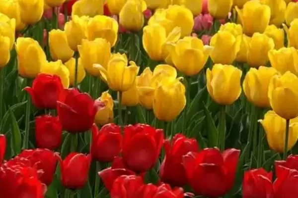 图片[2]-了解郁金香开花时间的方法和重点？了解郁金香开花时间要做好哪些细节？-会东网