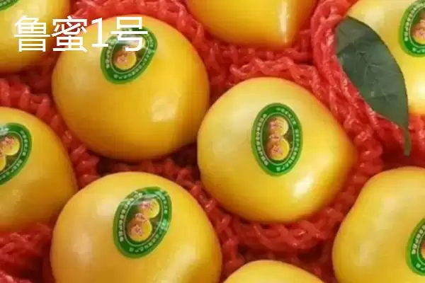 图片[9]-认识中国四大桃乡的方法和重点？认识中国四大桃乡要做好哪些细节？-会东网