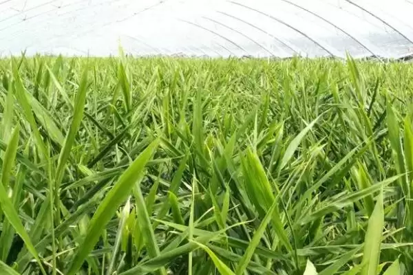 图片[4]-生姜的种植时间？了解生姜种植时间要关注哪些季节和气候要点？-会东网
