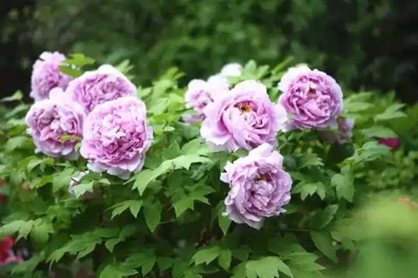 图片[3]-牡丹花的花语有什么含义呢,牡丹花寓意富贵、吉祥、幸福等美好含义-会东网