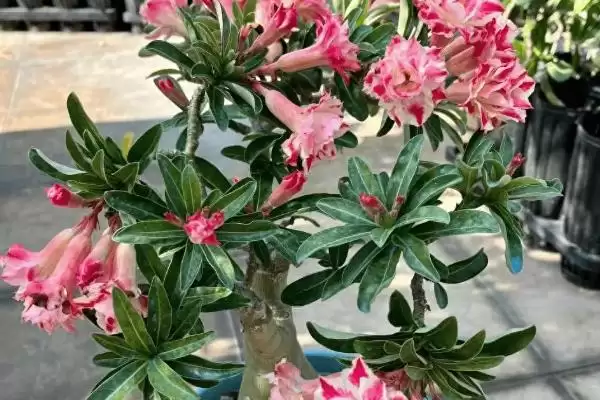 图片[2]-沙漠玫瑰的土如何配制？配制沙漠玫瑰土壤要遵循哪些配比原则？-会东网