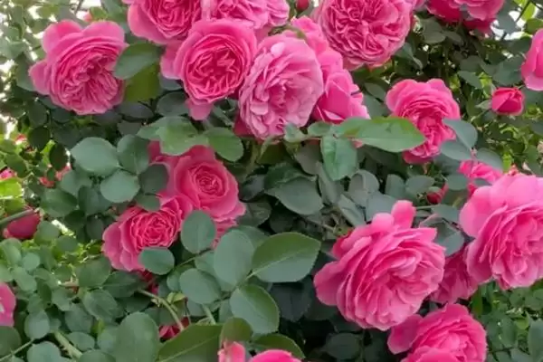 图片[3]-掌握月季花浇水方法的方法和重点？掌握月季花浇水方法要做好哪些细节？-会东网
