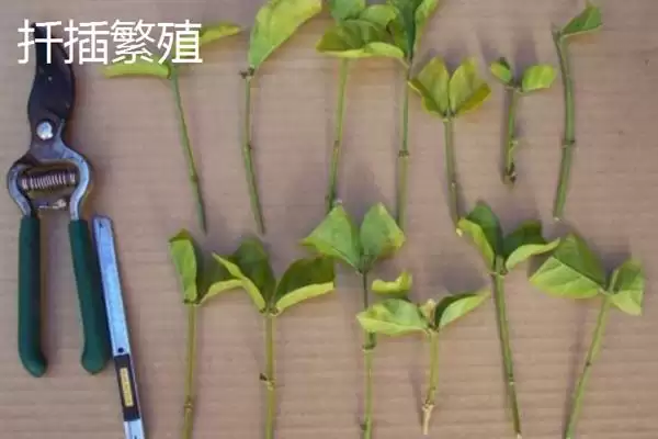 图片[2]-茉莉的繁殖方法主要有哪几种呢 ,茉莉繁殖可采用扦插或压条的方法-会东网